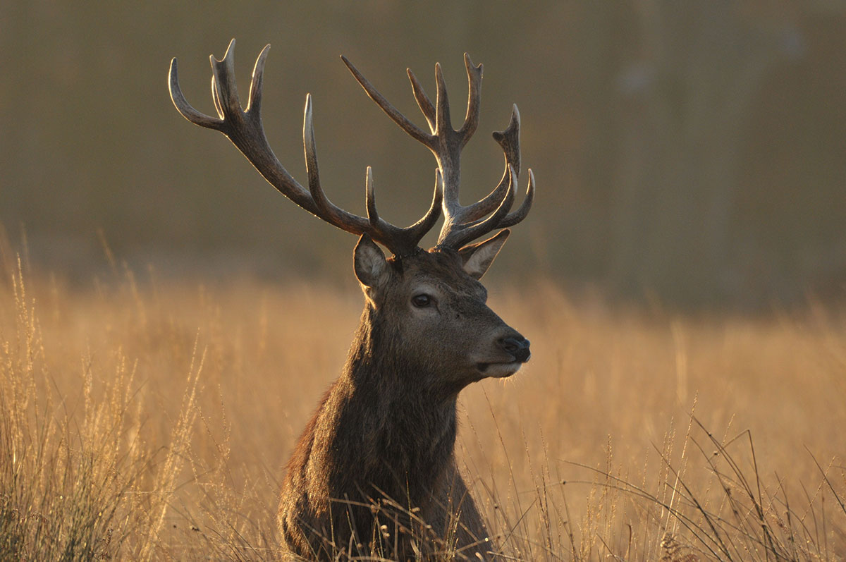 deer in tall grass